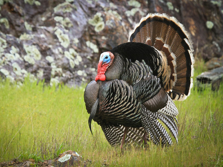 Падение биткойна: воспоминания о масакре в День благодарения 2020 и прогнозы на будущее