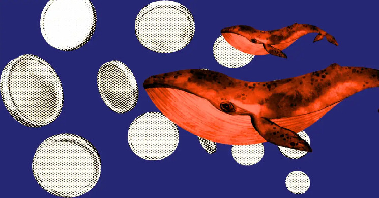 Крипто-киты активно инвестируют в 4 альткойна с высоким потенциалом роста