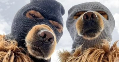 Конгрессмен США Майкл Коллинз инвестировал в мем-койн «Ski Mask Dog» и другие цифровые активы, сигнализируя о смене трендов в криптоинвестициях