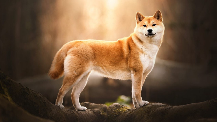 Правительство США переместило 54 миллиарда SHIB: что это значит для рынка криптовалют?