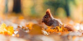 Токен Justice for Peanut обрушился на 99% всего через две недели после запуска