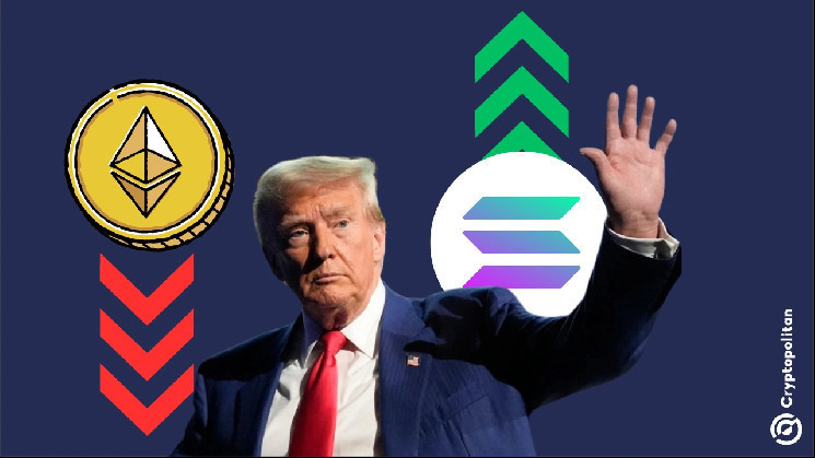 Solana обошла Ethereum по месячному доходу благодаря мемкойну Трампа