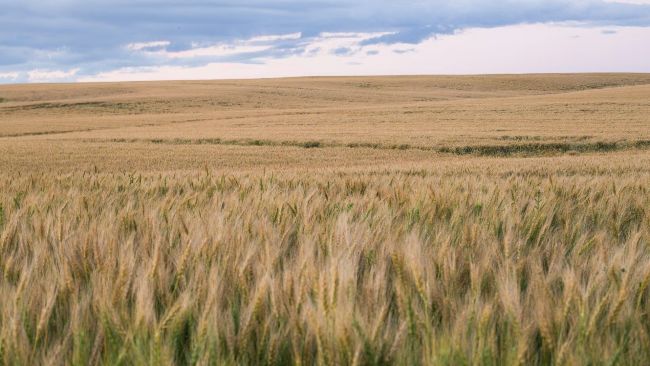 Bitdeer придбала газову електростанцію в Канаді для вертикальної інтеграції видобутку біткоїнів