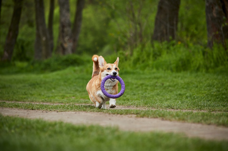 Рывок мемокоинов: PepeCoin на вершине.