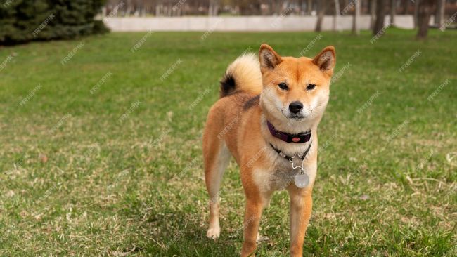 Резерв Shiba Inu може зявитися в ОАЕ: прогноз експерта