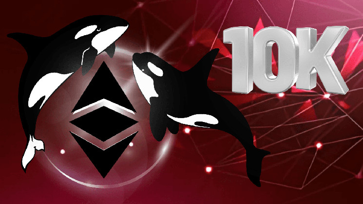 Прогноз по Ethereum: как киты могут помочь ETH достичь $10,000 к 2025 году