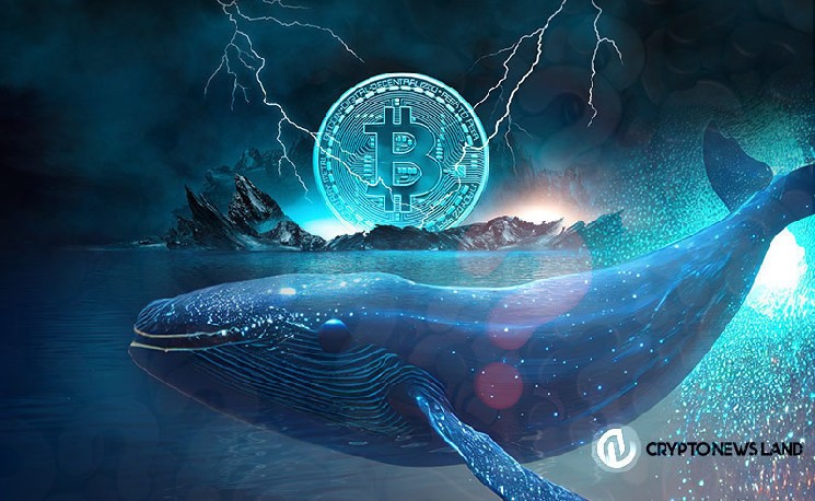 Биткоин-киты снова накапливают BTC: рост цен и бычьи перспективы для альткойнов