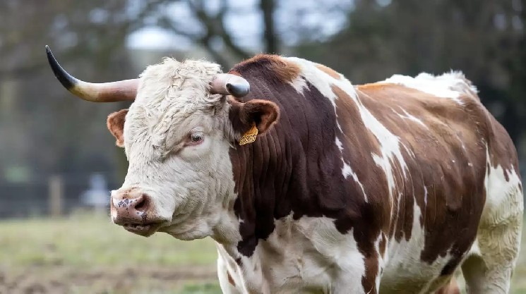 Крах альткоїна ENA: аналітик il Capo коментує падіння ціни та можливий відскок