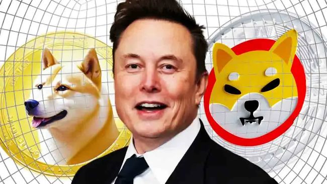 Shiba Inu может обойти Dogecoin и стать главной мем-криптовалютой на фоне расследования Сената США против Элона Маска