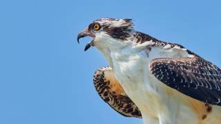 Osprey Bitcoin Trust шукає покупця або злиття з Bitcoin ETF