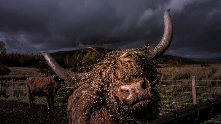 KULR покупает биткойны на $9 миллионов, увеличивая резервы до 800 BTC