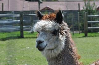 Alpaca Finance завершает операции на BNB Chain до конца 2025 года из-за неудовлетворительной бизнес-модели и конкурентной среды в DeFi
