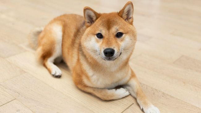 Metalpha та DogeOS обєднують зусилля для розвитку Dogecoin у світі DeFi та AI