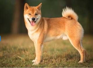 Близькість спотового ETF на Dogecoin: нові зміни від Bitwise підвищують шанси на схвалення.