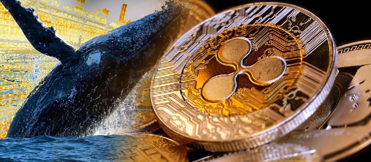 Киты XRP накапливают токены: что это значит для рынка и будущего криптовалюты?