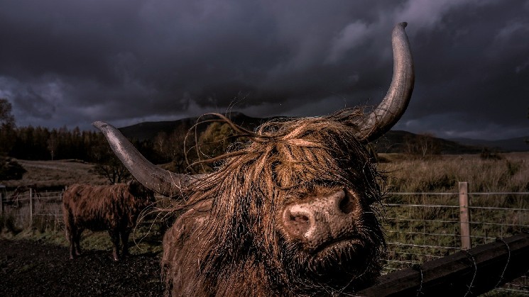 Биткойн приближается к ключевой поддержке: 200-недельная скользящая средняя и её влияние на рынок