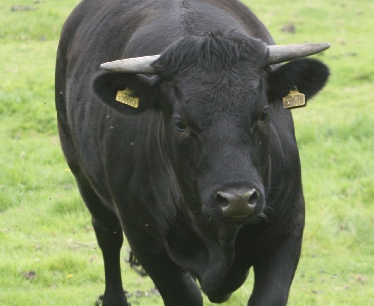 Биткойн у исторического максимума: макроэкономические фоны подстегивают рост