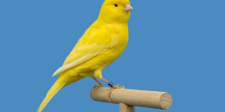 Canary Capital подала заявку на ETF для стейкінгу токенів Injective