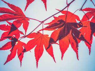 Maple Finance (SYRUP) зростає на 23% після лістингу на Upbit, незважаючи на падіння ринку криптовалют.