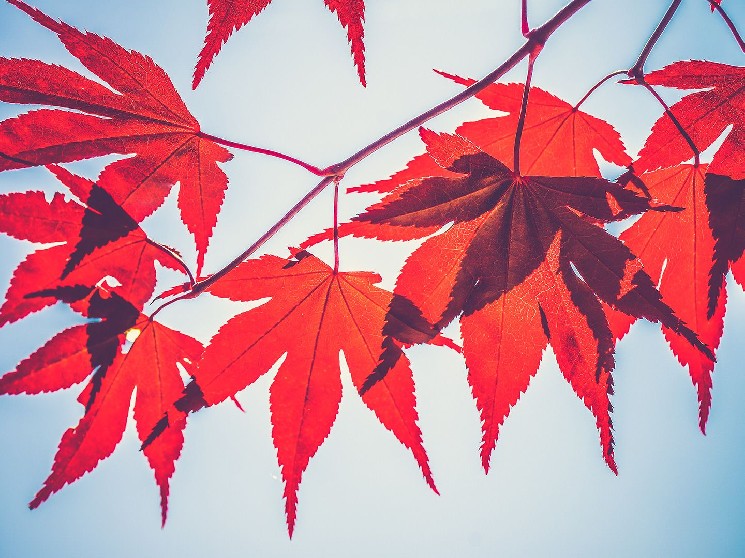 SYRUP от Maple Finance вырастает на 23% после листинга на Upbit несмотря на падение крипторынка
