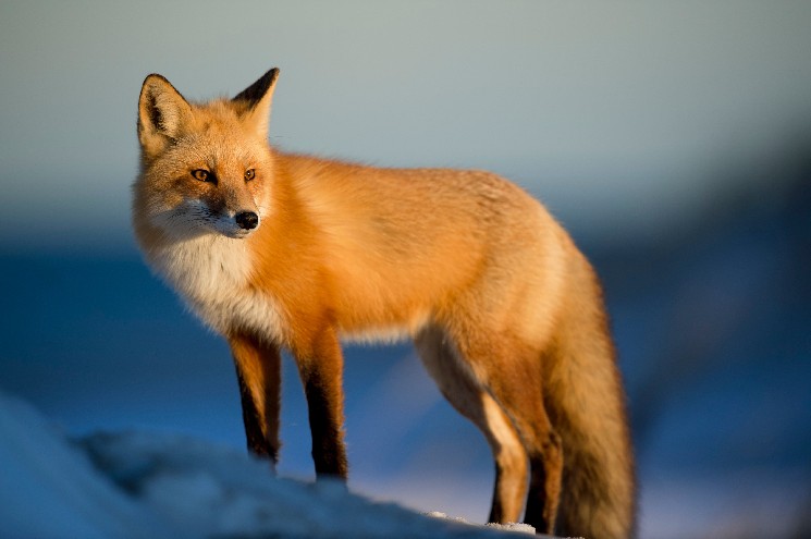 MetaMask запускает функцию доходности по стейблкоинам через Aave для своих пользователей