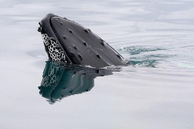 Рост активности китов: накопление биткоина перед новыми вершинами