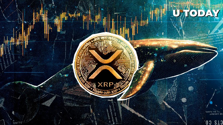 Велика риба зазнала збитків через короткі позиції проти XRP та Solana