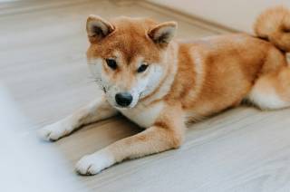Трамп розширює криптоімперію: Thumzup переходить на майнінг Dogecoin через угоду з Dogehash Technologies