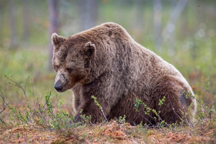 Біткоїн втрачає бичачі настрої, YZY Money стрибає і падає: огляд ринку криптовалют.