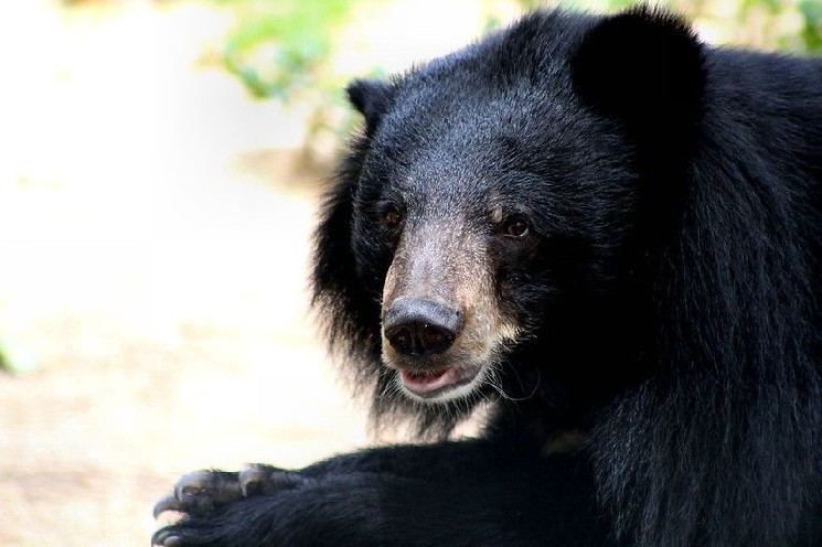 Криптовалютный рынок под давлением: цена биткойна колеблется, ликвидация фьючерсов и падение NFT коллекций