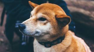 CleanCore інвестує $175 млн у Dogecoin, акції впали на 60%