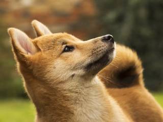 Криптовалюти зростають: ENA та DOGE на тлі занепокоєння зниженням Біткойна