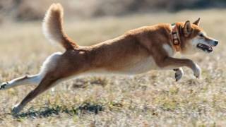Dogecoin растет на 21% после одобрения ETF, несмотря на перенос дебюта