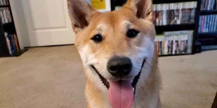 Собака бє рекорд у відеогрі Gyromite