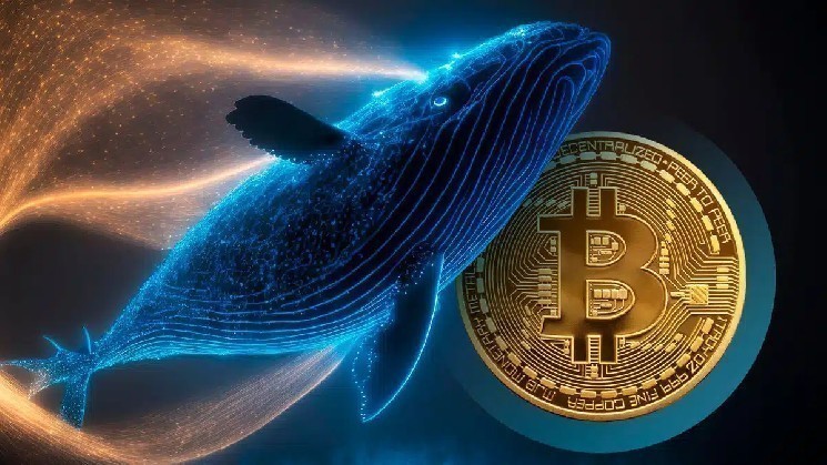 Розподіл 2000 BTC: великі перекази китів і їхній вплив на крипторинок