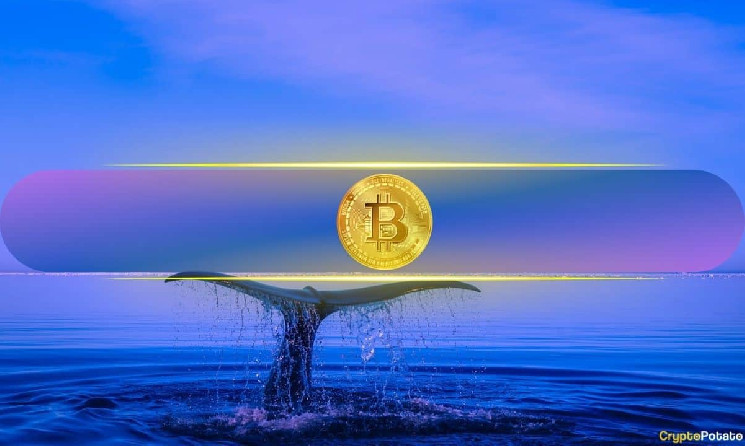 ROI Bitcoin Whale: $70K близько, актив відроджується
