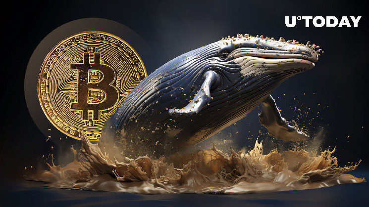 Зникнення Bitcoin Whales: вплив на ціну BTC