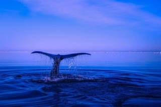 Зменшення апетитів Bitcoin Whale: аналіз даних