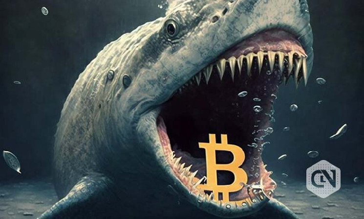 Исследование криптовалютных китов: влияние и стратегии