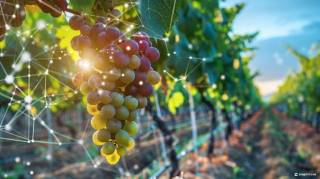 Шато-де-Ескланс та BlockBar продають NFT-бочку рожевого вина за $22 000