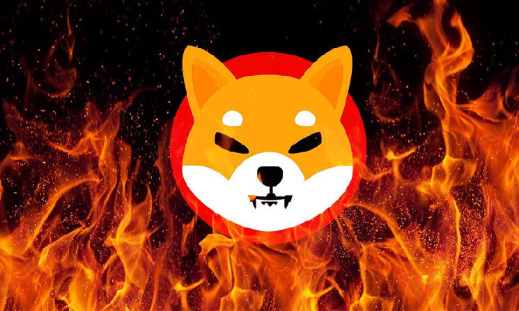 Шиба Ину готовится к восстановлению - активность китов растет