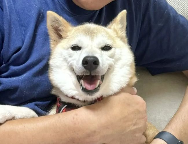 Падение NEIRO ниже $0.13 - медвежий прогноз