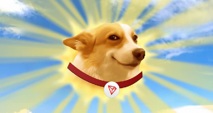 Кити підтримують SUNDOG: ринок TRON трясе мем-монетами