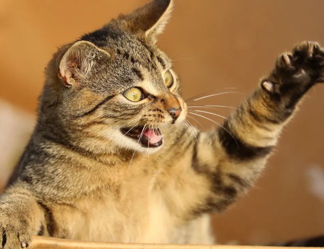 Наскільки несправедлива роздача токенів у грі Catizen на Telegram?