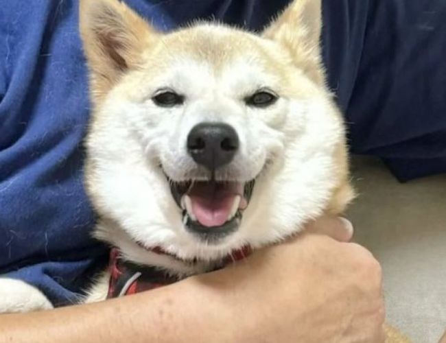 NEIRO: Початок Бичого Ралі