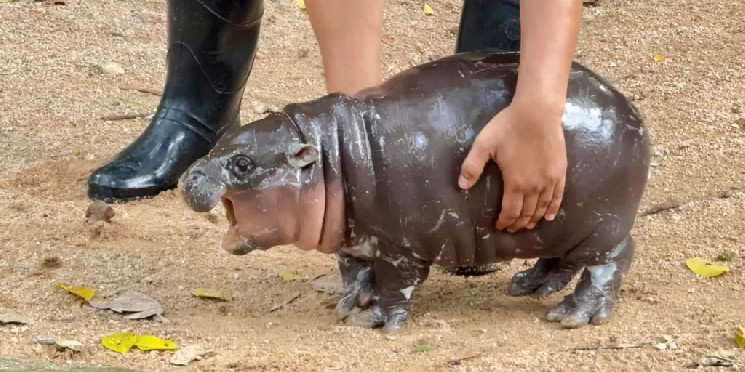 Цена Moo Deng удваивается за день, мем-монеты опережают биткоин