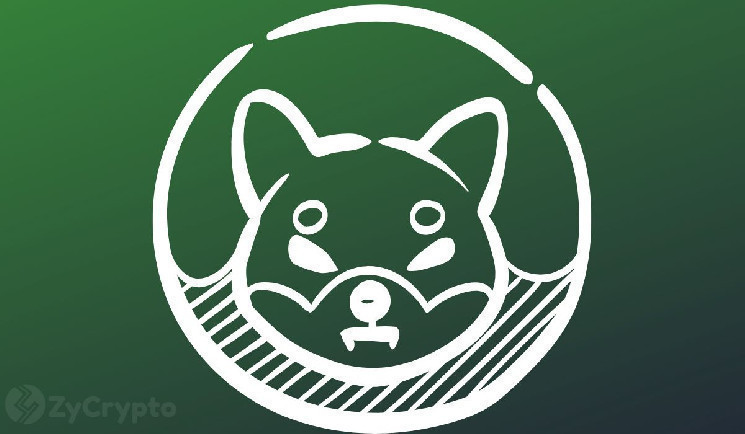 SHIB: Вогненний ралі Шиби Іну до 1000%!