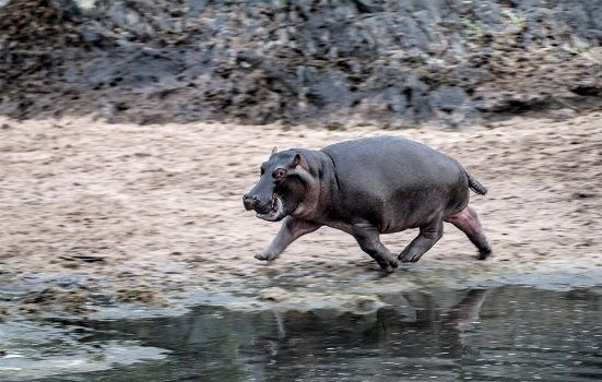 Цена HIPPO резко возросла на 164%, становясь лидером мем-криптовалют на SUI