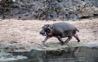 HIPPO: Ціна мем-криптовалюти на SUI зросла на 164%, привертаючи увагу інвесторів та підтримуючи благодійні ініціативи