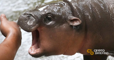 Мемные монеты Moo Deng: битва трех токенов на Solana, Sui и Ethereum